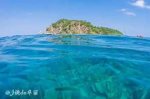 眼镜蛇秘密行动