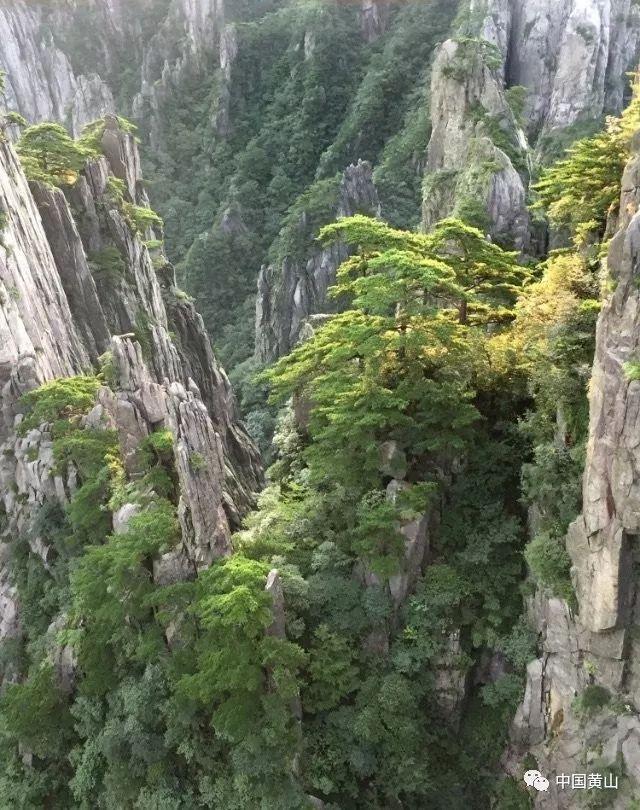 组装机械章鱼龙